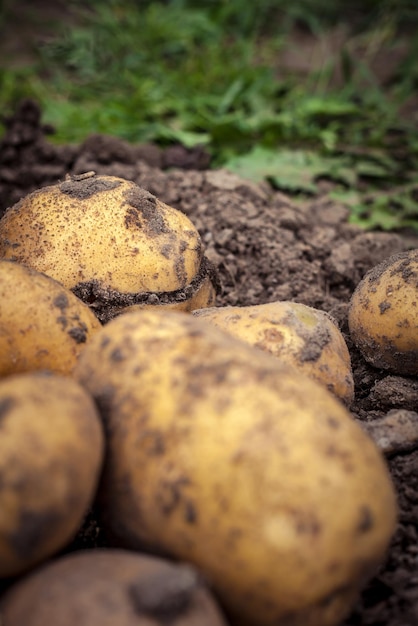 Traditioneller Kartoffelsalat: Ein zeitloses Familienrezept